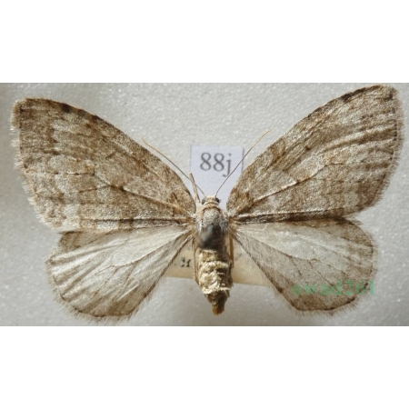 Epirrita dilutata (Denis & Schiffermüller, 1775) Paśnik rozmytek Czech88j